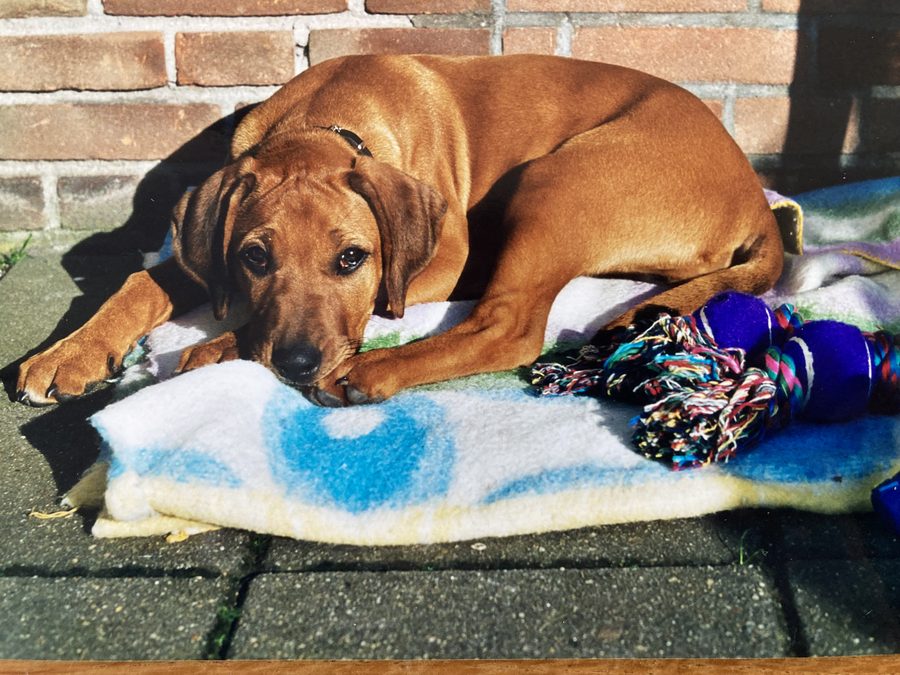 Dancer als pup in 2000