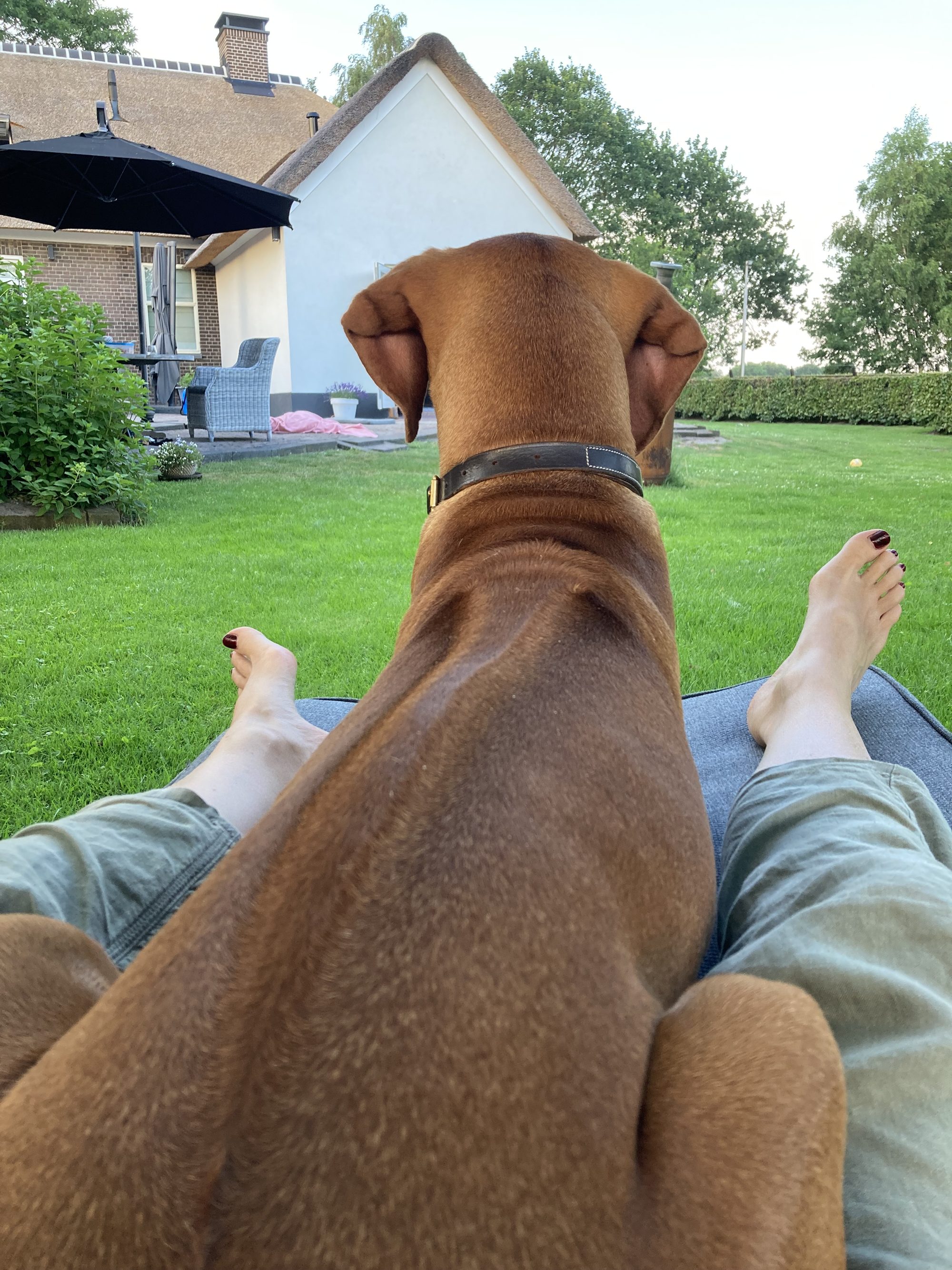 Rhodesian Ridgeback Pippa in de tuin