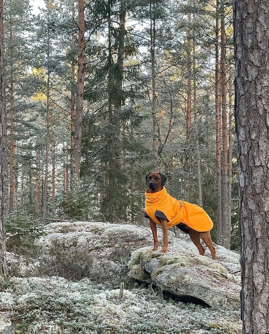 Leo in de sneeuw
