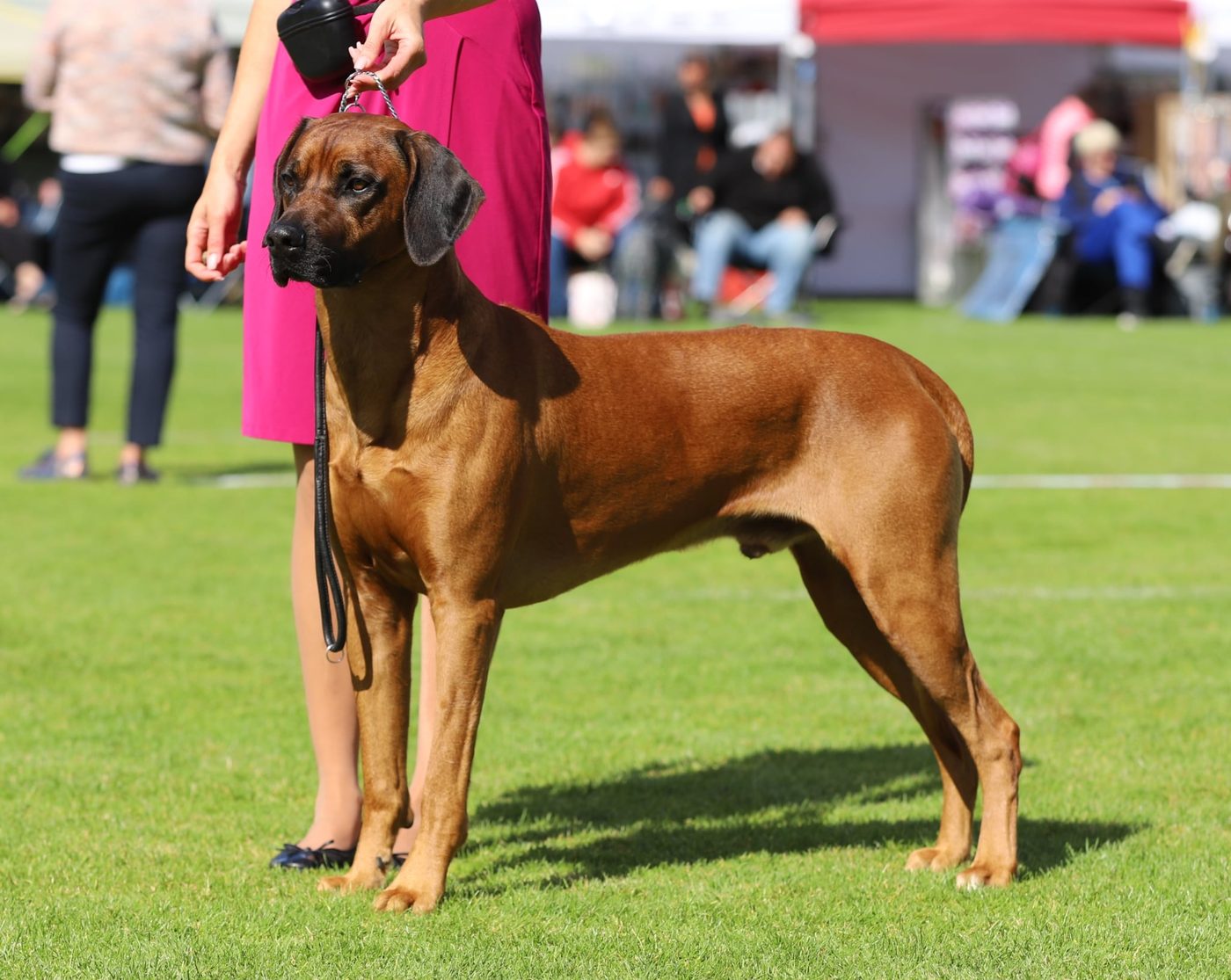 Pippa in stand op de show