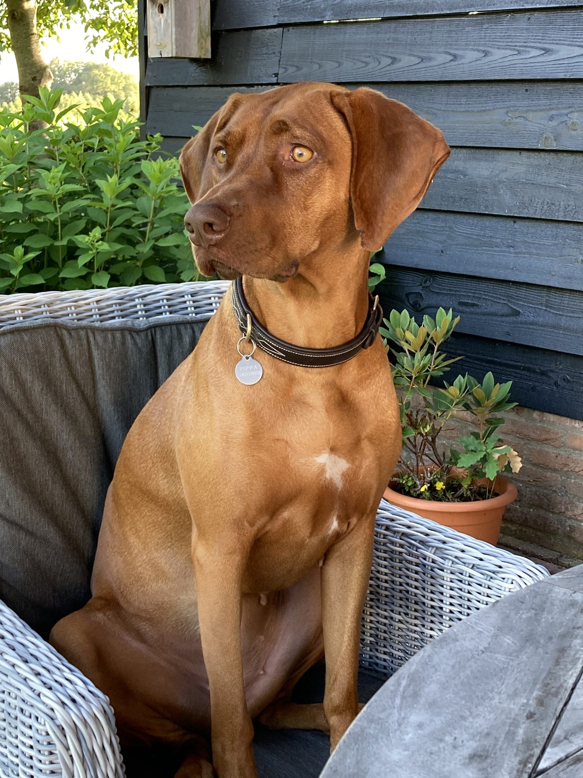 Pippa in haar stoel