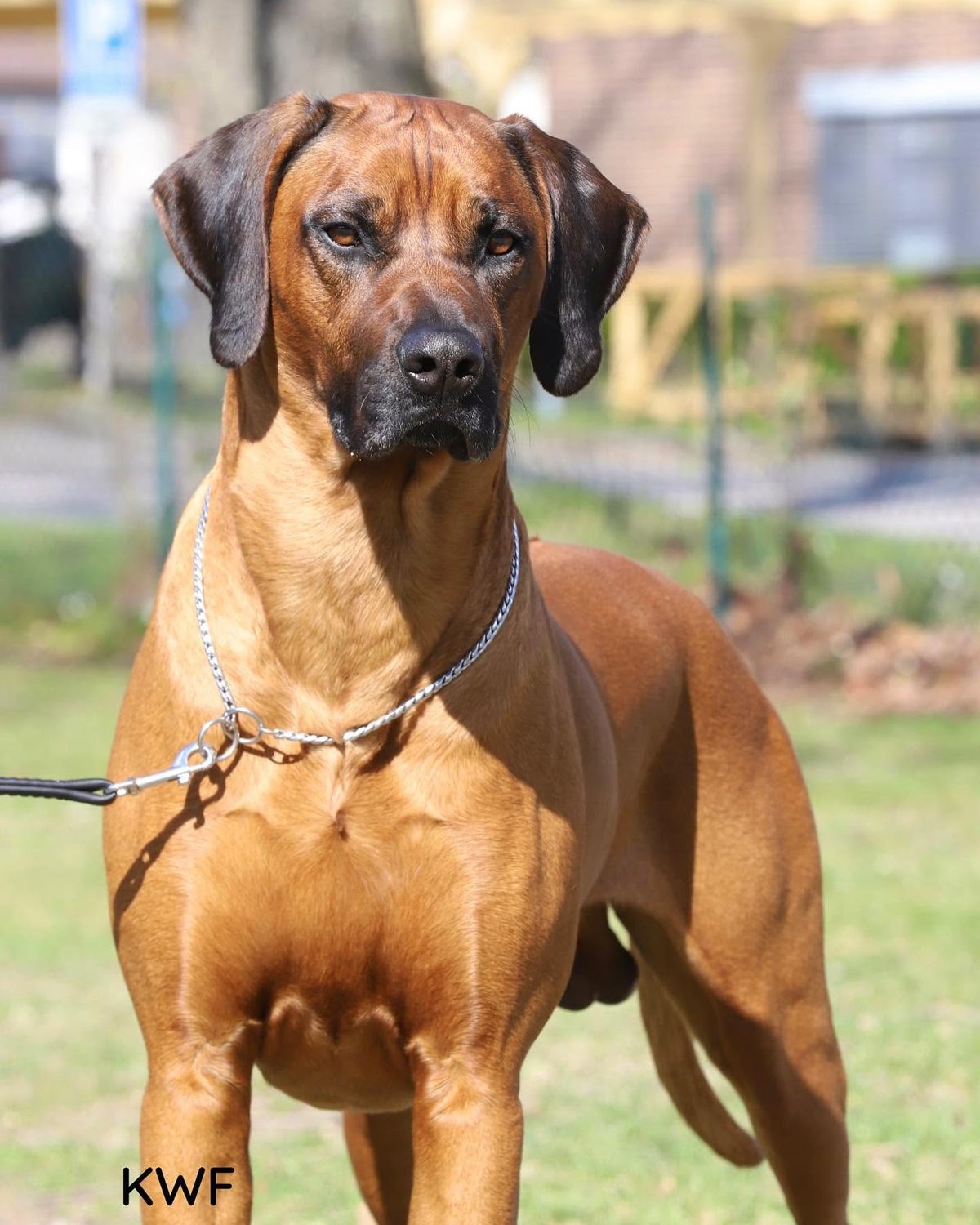 Rhodesian Ridgeback portret